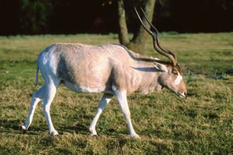 addax