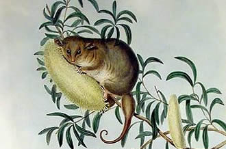 pygmy possum