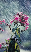 Meteorology