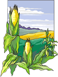 corn