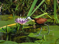 African Jacana