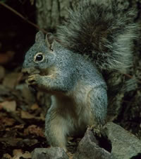 Arizona Gray Squirrel