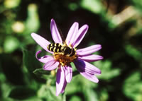 Bee on a flower