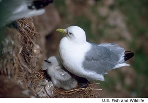 Black-legged Kittiwake