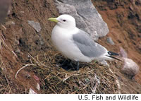 Black-legged Kittiwake