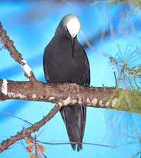 Black Noddy