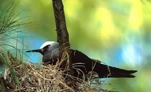 Black Noddy