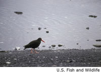 Black Oystercatcher