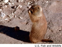 Black-tailed Prairie Dog
