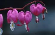 Bleeding Heart