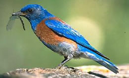 Bluebird