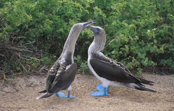 bluefootedbooby.jpg