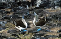 Blue-footed Booby
