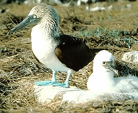 Blue-footed Booby