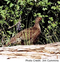 Blue Grouse