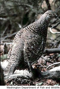 Blue Grouse