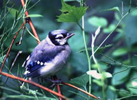 Blue Jay