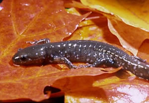 Blue-spotted Salamander