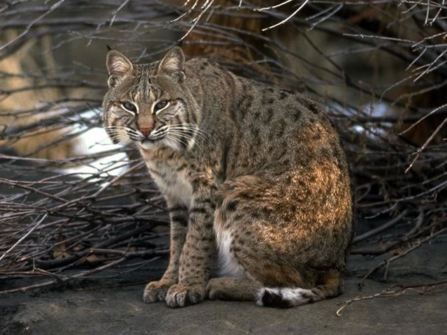 bobcat1.jpg