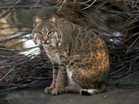 Bobcat