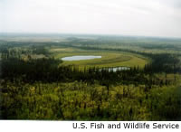Bog