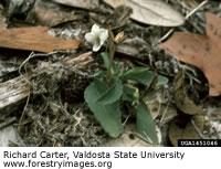 Bog White Orchid