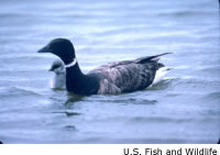 Brant