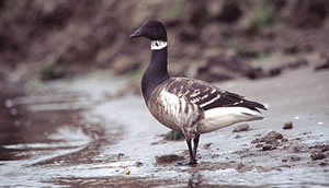 Brant