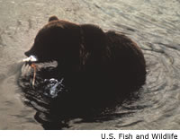 Grizzly Bear