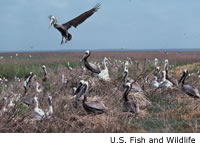 Brown Pelican Chick