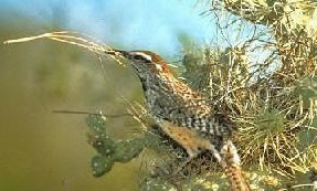 Cactus Wren