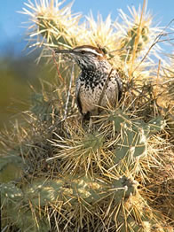 Cactus Wren