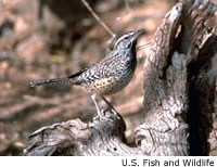 Cactus Wren
