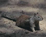 California Ground Squirrel