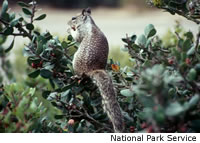 California Ground Squirrel