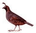 California Quail