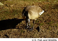 Canada Goose