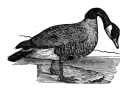 Canada Goose