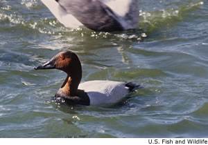 Canvasback