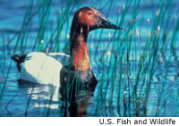 Canvasback