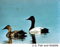 Canvasback