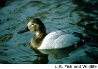 Canvasback