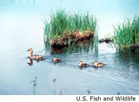 Canvasback