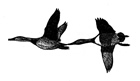 Canvasback