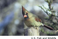 Female Cardinal
