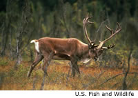 caribou