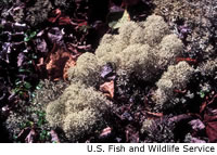 Caribou Moss Lichen