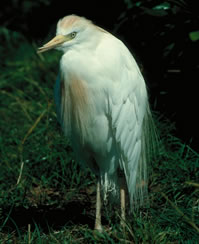 Cattle Egret