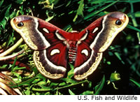 Cecropia Moth