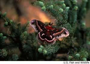 Cecropia Moth